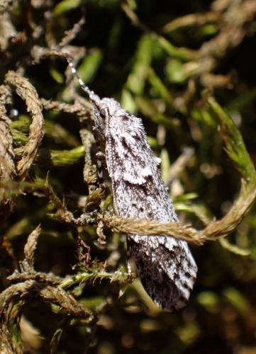 Diurnea fagella